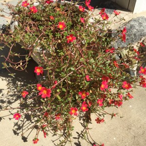 Gardening Flowers 101