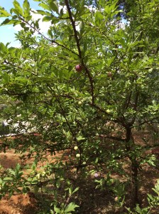 Gardening: Fruits & Vegetables 101: Plums