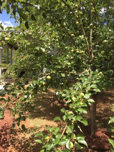 Gardening: Fruits & Vegetables 101: Asian Pears