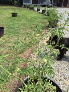 Gardening: Fruits & Vegetables 101: Tomatoes