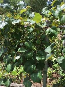 Gardening: Fruits & Vegetables 101: Blue Grapes