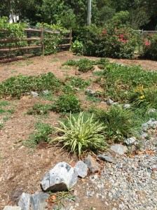 Gardening: Fruits and Vegetables 101