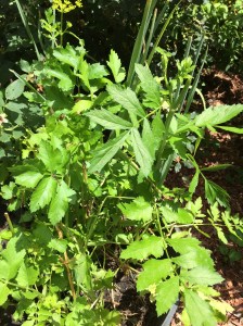 Gardening: Fruits and Vegetables 101